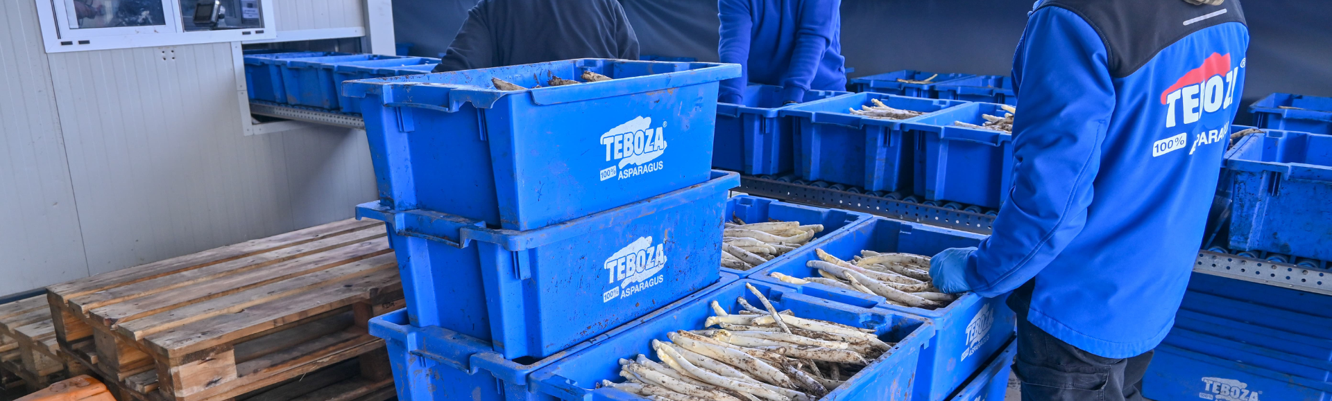 Bacs gerbables-emboitables par rotation utilisés par Teboza Asparagus.